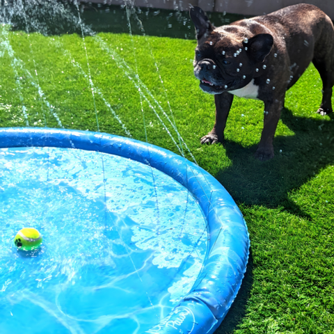 Piscina Canina ChorroSplash